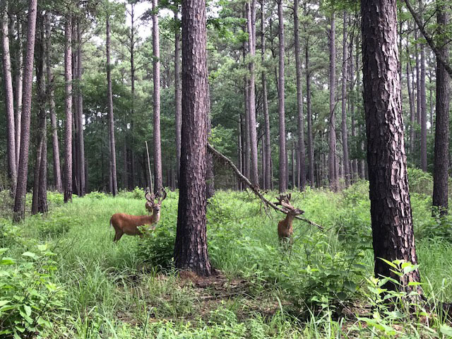 Some of our bucks enjoying our Summer Thermal Cover.