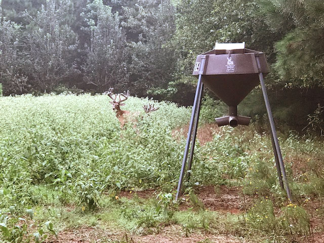 Bucks using the Dr. Deer Boss Buck Feeder we helped design.